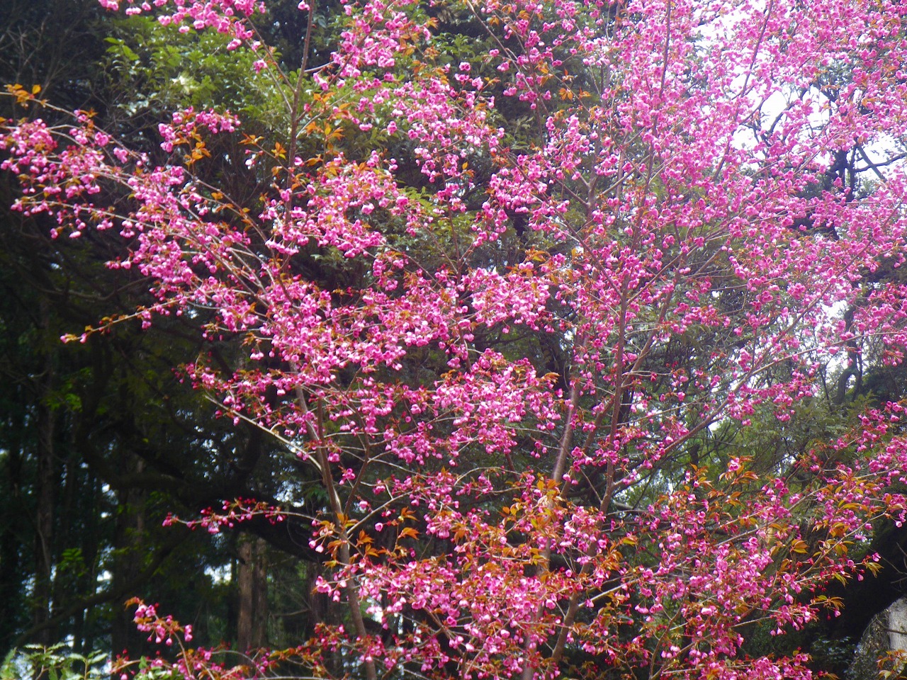 徳川幕府を完成させた女傑 春日局ここにも眠る 長興山のしだれ桜に守られて 小田原 神奈川県 の旅行記 ブログ By Norisaさん フォートラベル 徳川幕府を完成させた女傑 春日局ここにも眠る 長興山のしだれ桜に守られて 小田原 神奈川県 の旅行記 ブログ By Norisaさん フォートラベル