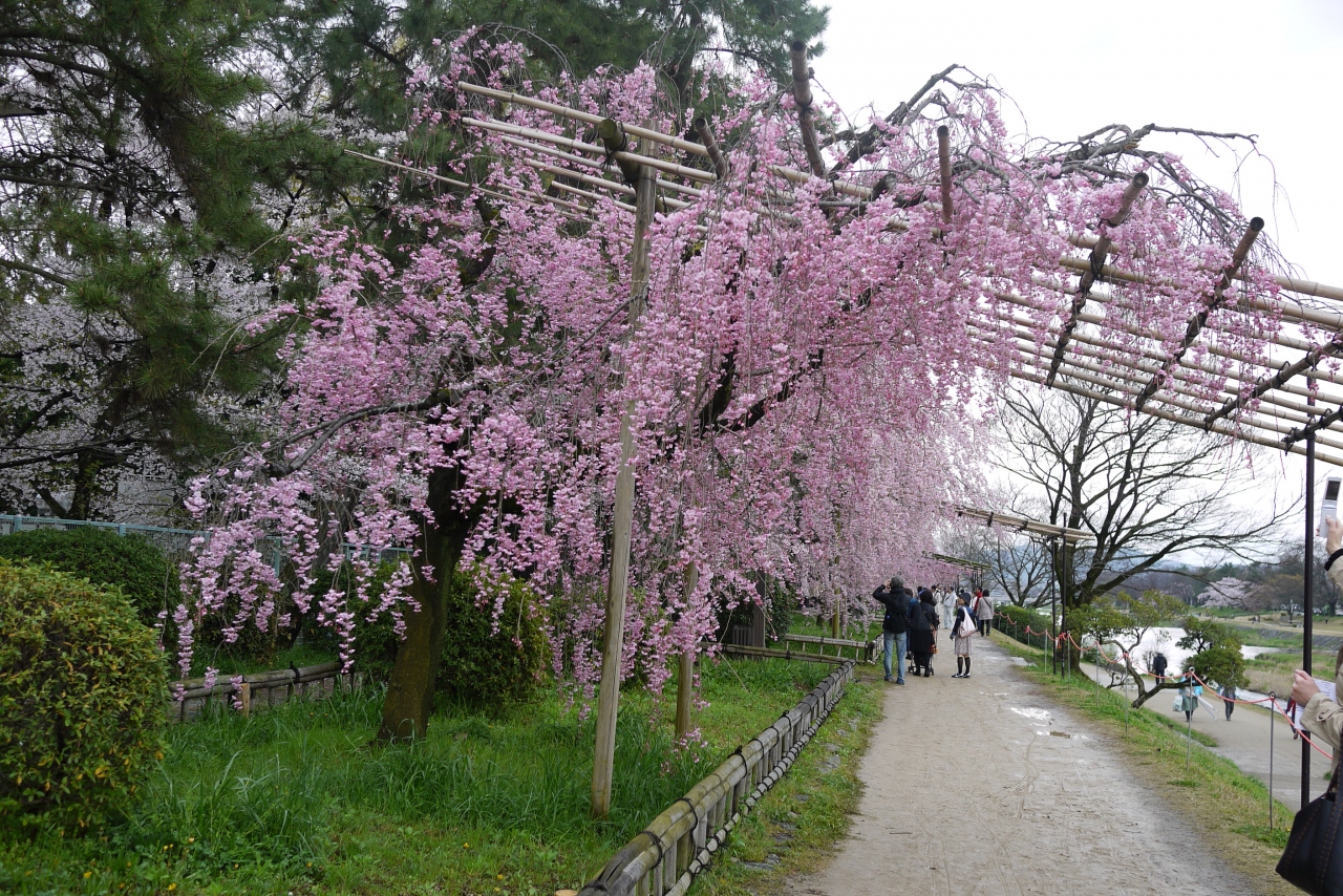 半木の道 ながらの道 紅しだれ桜満開 今出川 北大路 北野 京都 の旅行記 ブログ By サプライズさん フォートラベル