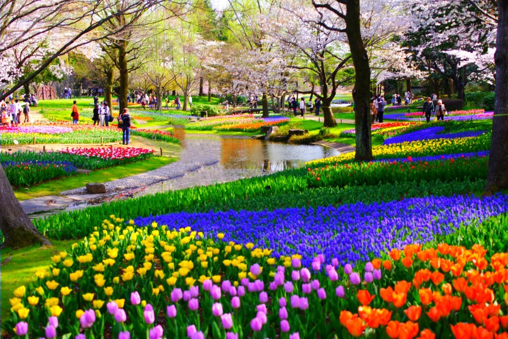 春の彩りまでほんのちょっと早かった 国営昭和記念公園 立川 東京 の旅行記 ブログ By ぽんで あやこさん フォートラベル