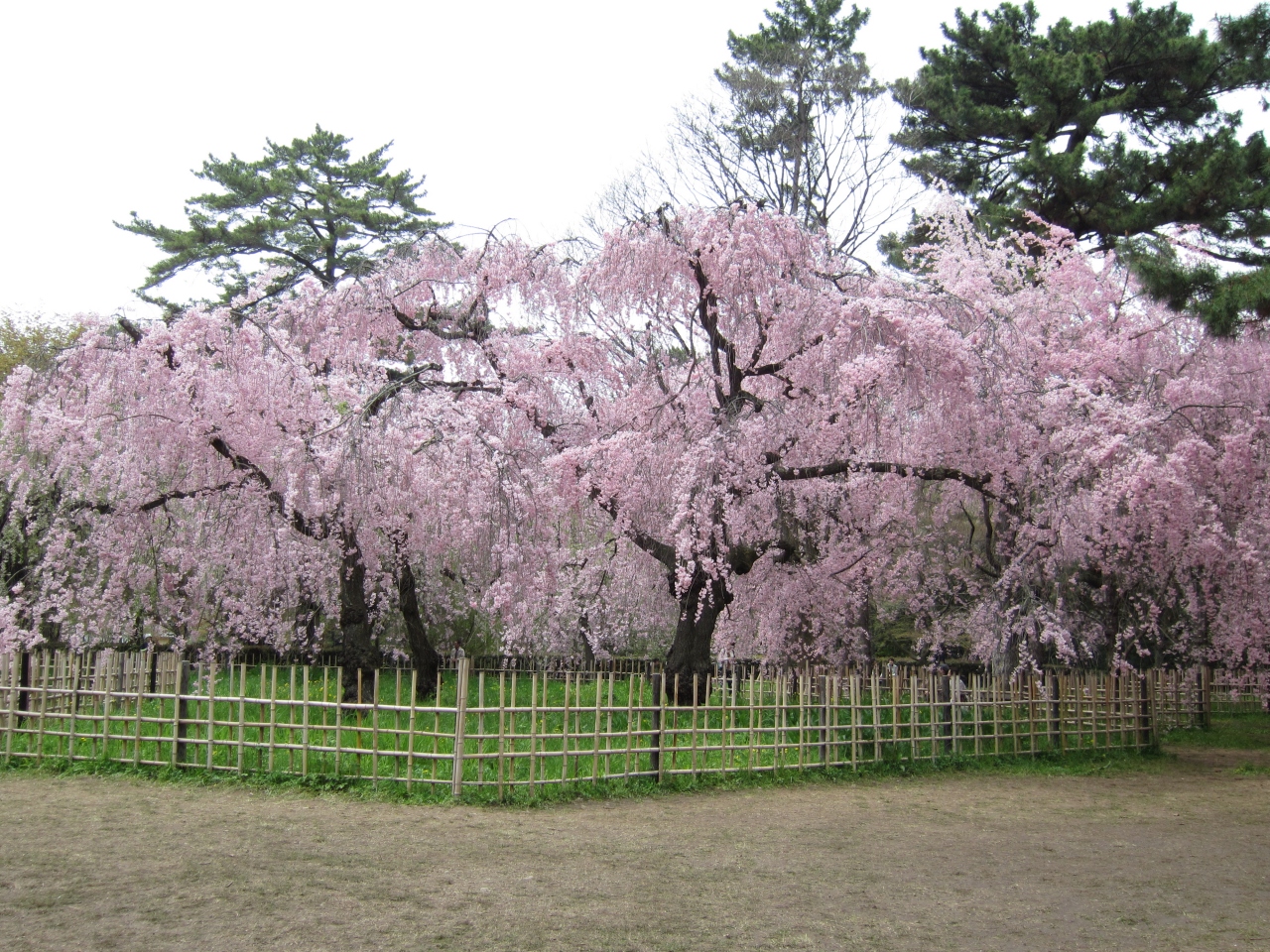 京都府立植物園 鴨川 半木の道 京都御苑 今出川 北大路 北野 京都 の旅行記 ブログ By はなさん フォートラベル 京都府立植物園 鴨川 半木の道 京都御苑 今出川 北大路 北野 京都 の旅行記 ブログ By はなさん フォートラベル