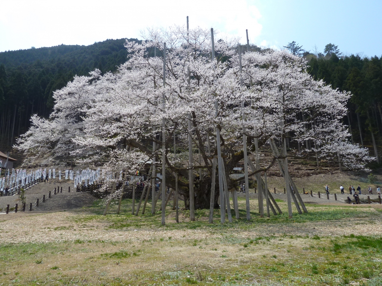 桜爛漫 根尾谷 淡墨桜 大垣 岐阜県 の旅行記 ブログ By チューぱぱさん フォートラベル 桜爛漫 根尾谷 淡墨桜 大垣 岐阜県 の旅行記 ブログ By チューぱぱさん フォートラベル