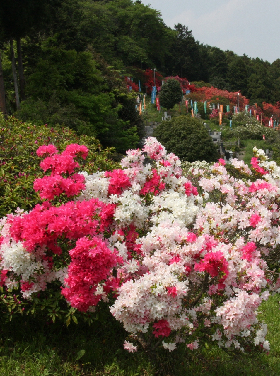 満開の越生の五大尊つつじ公園 Tsutsuji Japanese Azalea Garden In Ogose Saitama 日高 鶴ヶ島 坂戸 埼玉県 の旅行記 ブログ By Yamada423さん フォートラベル 満開の越生の五大尊つつじ公園 Tsutsuji Japanese Azalea Garden In Ogose Saitama 日高 鶴ヶ島 坂戸 埼玉県 の旅行記 ブログ By Yamada423さん フォートラベル