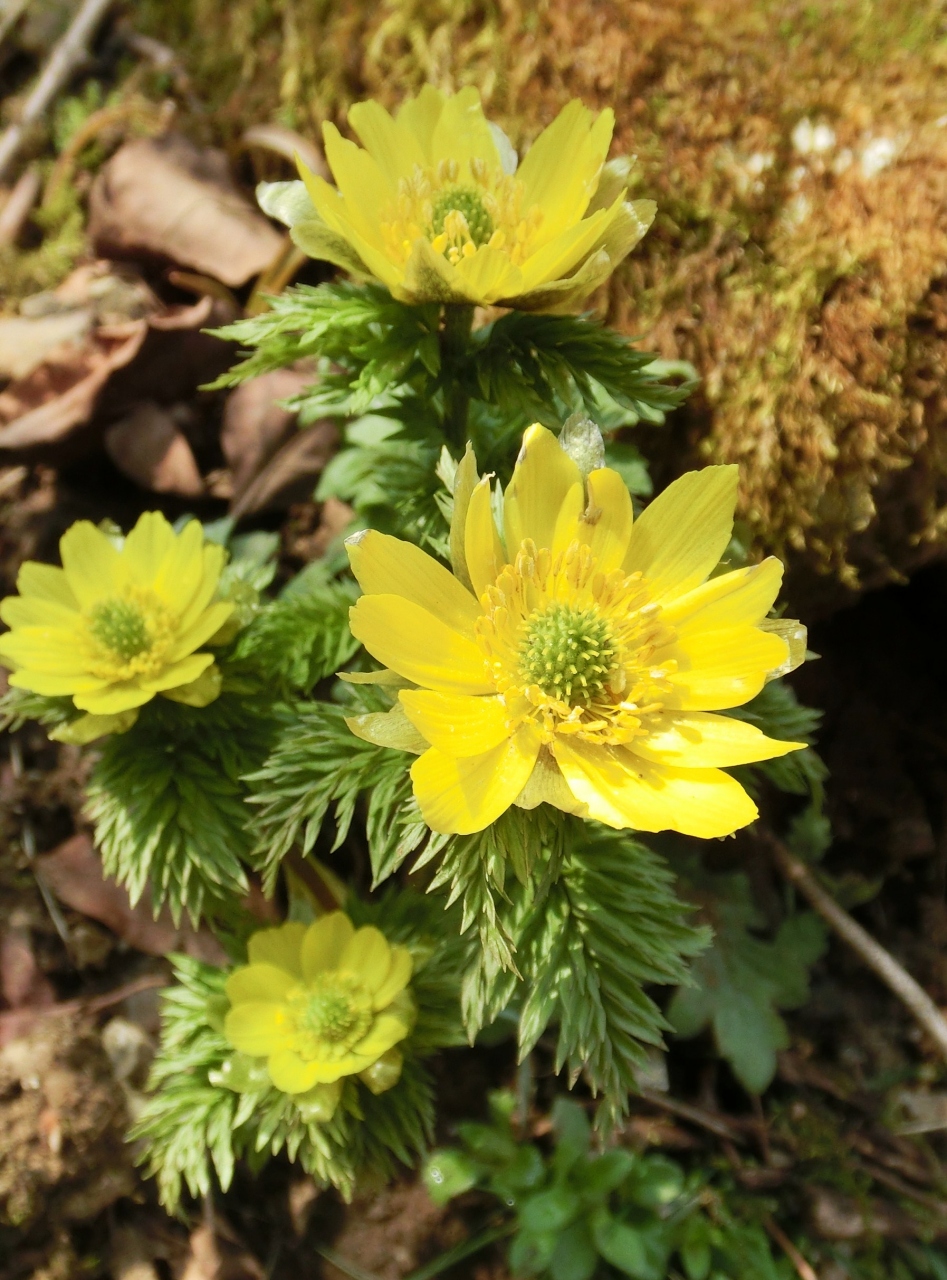 幸福を招く花咲く 藤原岳 いなべ 菰野 三重県 の旅行記 ブログ By ホーミンさん フォートラベル