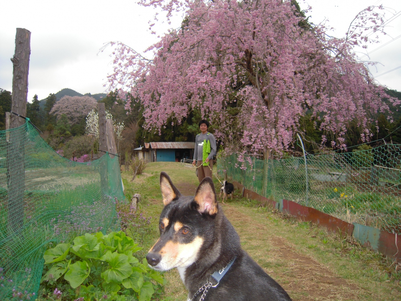 日帰りハイク 桜の鎌北湖編 日高 鶴ヶ島 坂戸 埼玉県 の旅行記 ブログ By Harukikiさん フォートラベル