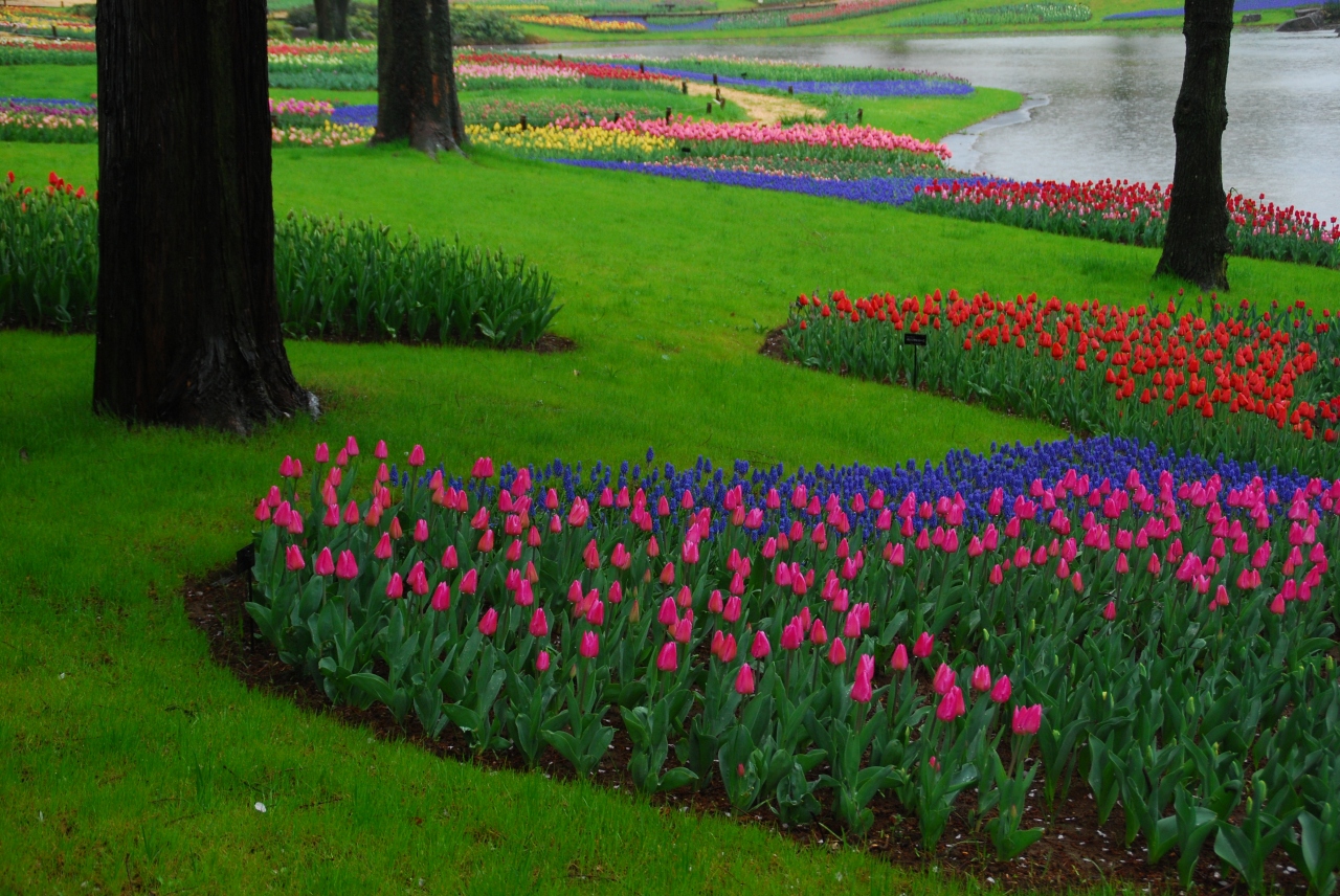 チューリップの花景色 昭和記念公園 立川 東京 の旅行記 ブログ By Isetsuruさん フォートラベル