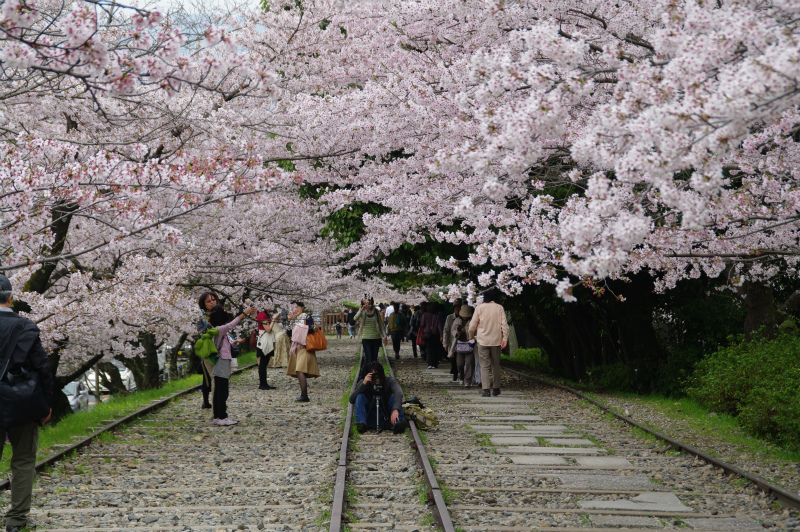 桜を求めて京都 滋賀 インクライン 南禅寺 哲学の道そして泉涌寺へ 東山 祇園 北白川 京都 の旅行記 ブログ By Canさん フォートラベル 桜を求めて京都 滋賀 インクライン 南禅寺 哲学の道そして泉涌寺へ 東山 祇園 北白川 京都 の旅行記 ブログ By Canさん フォートラベル