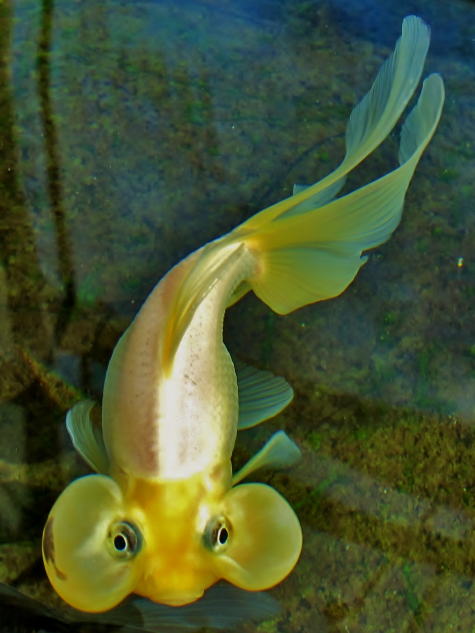 アクアマリンふくしま見学 親しい魚・珍しい生態 ☆金魚・サンマ・サケなど