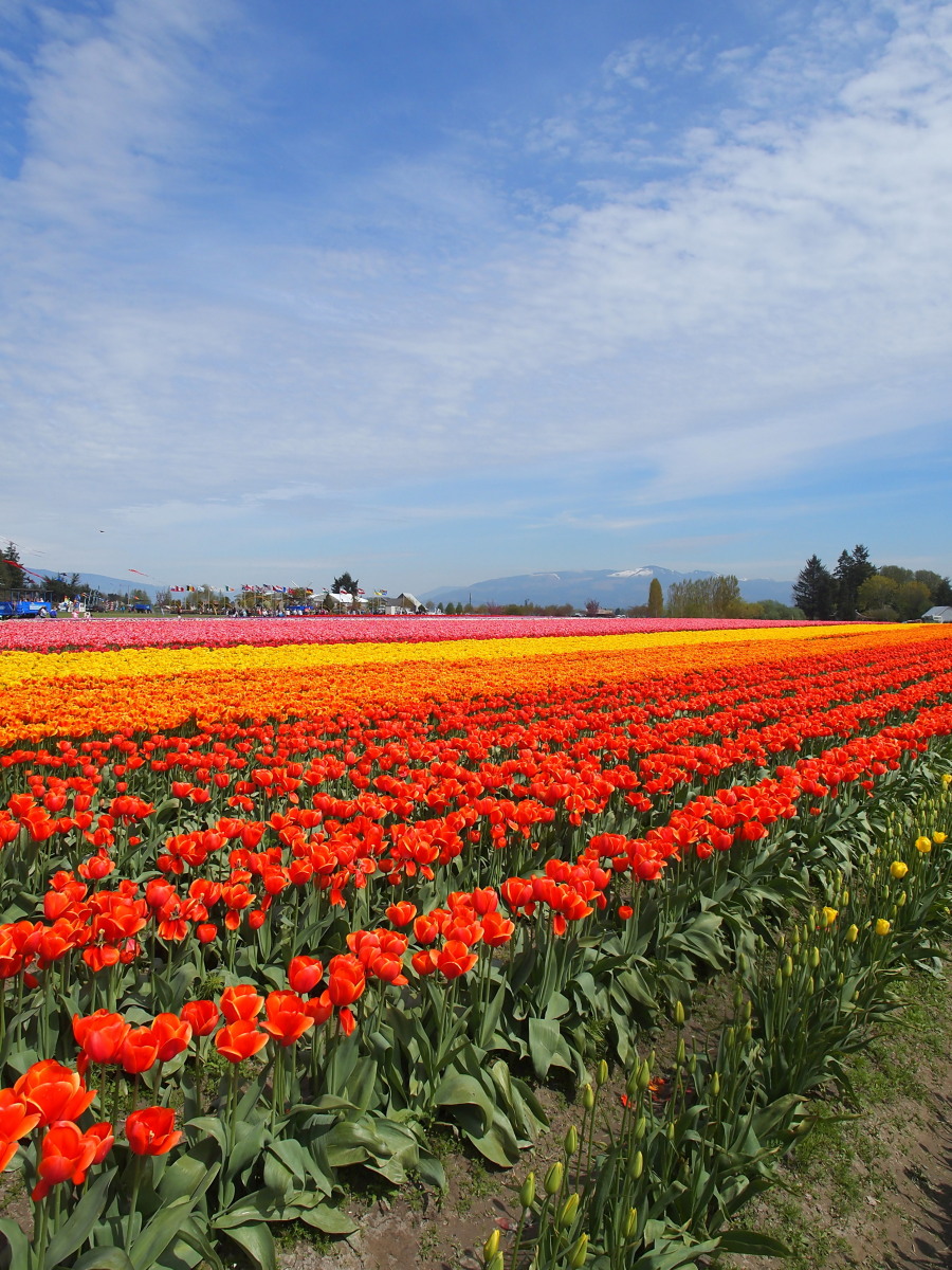赤白黄紫 一面のチューリップ マウント バーノンのチューリップ畑 マウント バーノン アメリカ の旅行記 ブログ By Ellieさん フォートラベル