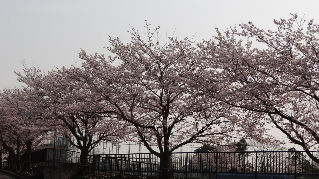那珂市 那珂総合公園の桜は見頃でした 常陸太田 東海村 茨城県 の旅行記 ブログ By Hn11さん フォートラベル 那珂市 那珂総合公園の桜は見頃でした 常陸太田 東海村 茨城県 の旅行記 ブログ By Hn11さん フォートラベル