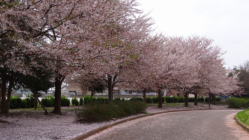 結城市 鹿窪運動公園の花見 結城 下妻 茨城県 の旅行記 ブログ By Hn11さん フォートラベル