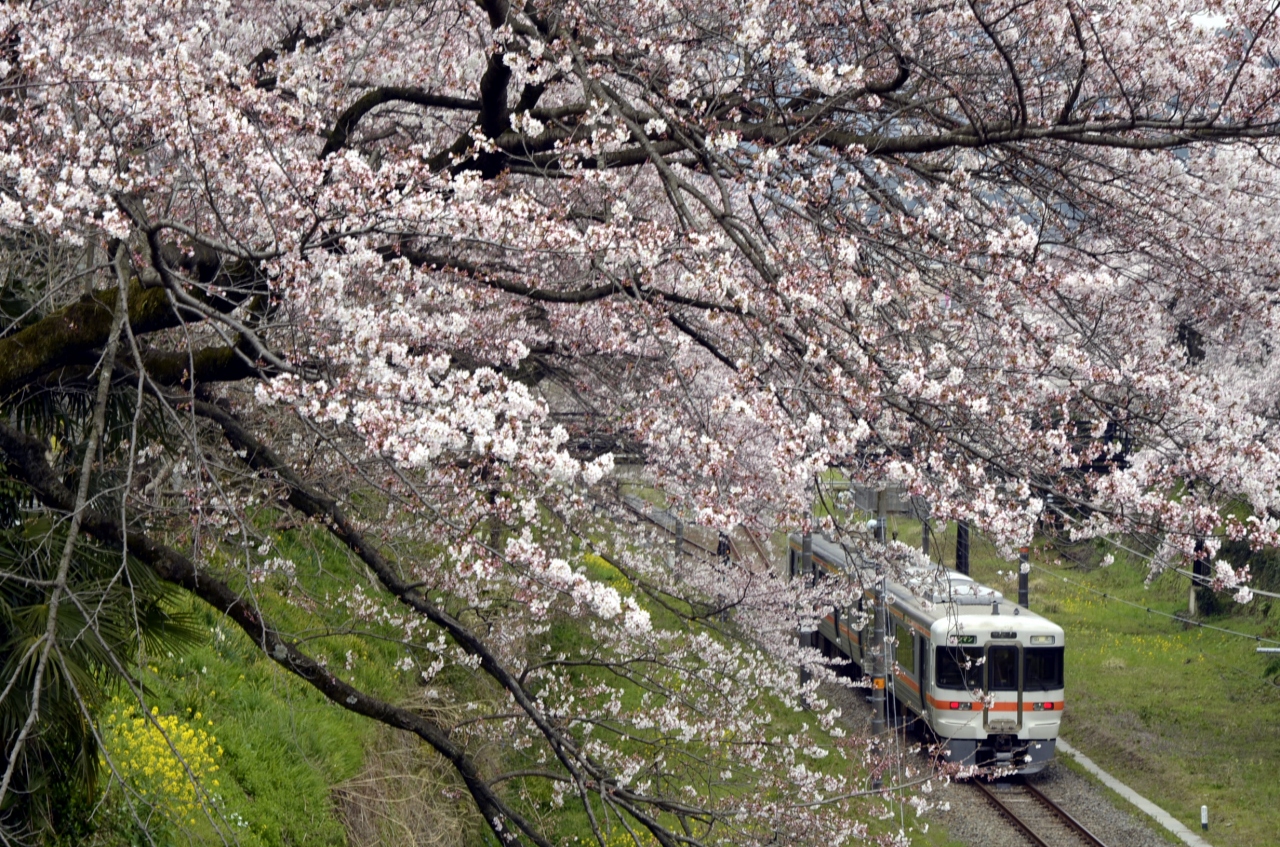 桜満開の山北駅を訪れてみた 秦野 松田 足柄 神奈川県 の旅行記 ブログ By 裏山秀人さん フォートラベル