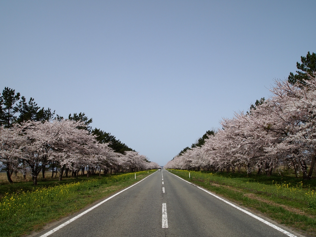 大潟村 桜と菜の花まつり ミニｓｌに乗車 八郎潟周辺 秋田県 の旅行記 ブログ By かっちゃんさん フォートラベル