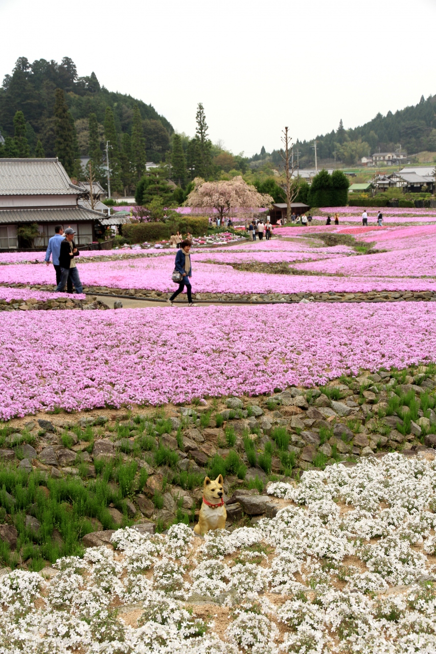 見ごろの芝桜 三田市の 花のじゅうたん 永澤寺のボタンも綺麗でした 三田 兵庫 兵庫県 の旅行記 ブログ By きよさん フォートラベル