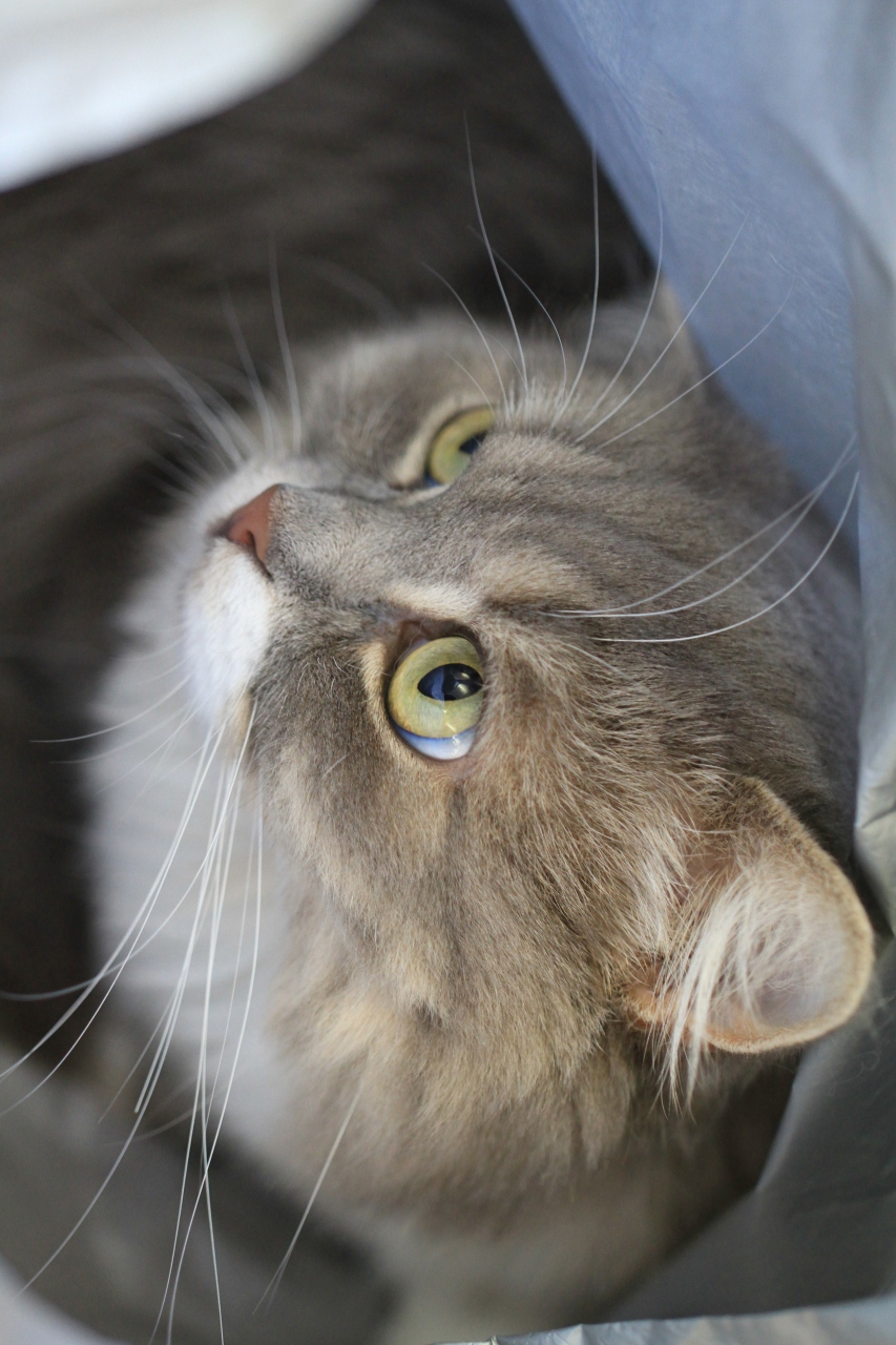 猫カフェ53 お茶を飲みながら猫たちといやしの時間 あまえんぼう 高槻 島本 大阪 の旅行記 ブログ By みにくまさん フォートラベル