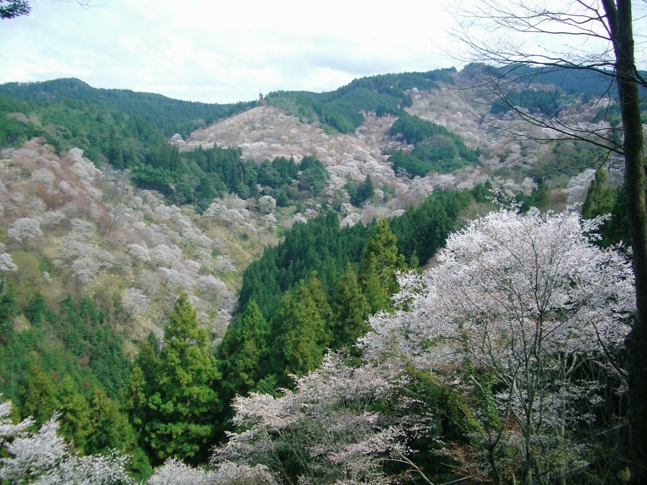 バスツアーで気楽に吉野山千本桜を鑑賞 吉野 奈良県 の旅行記 ブログ By ワンピースさん フォートラベル