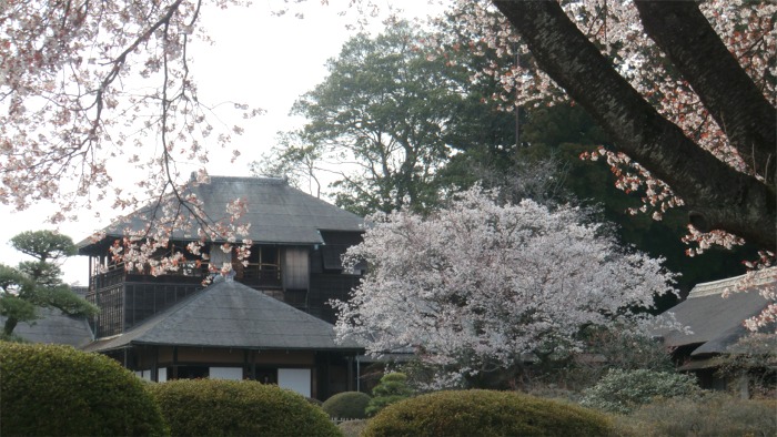 水戸偕楽園の桜と石岡 土浦の桜めぐり 水戸 茨城県 の旅行記 ブログ By まりも母さん フォートラベル