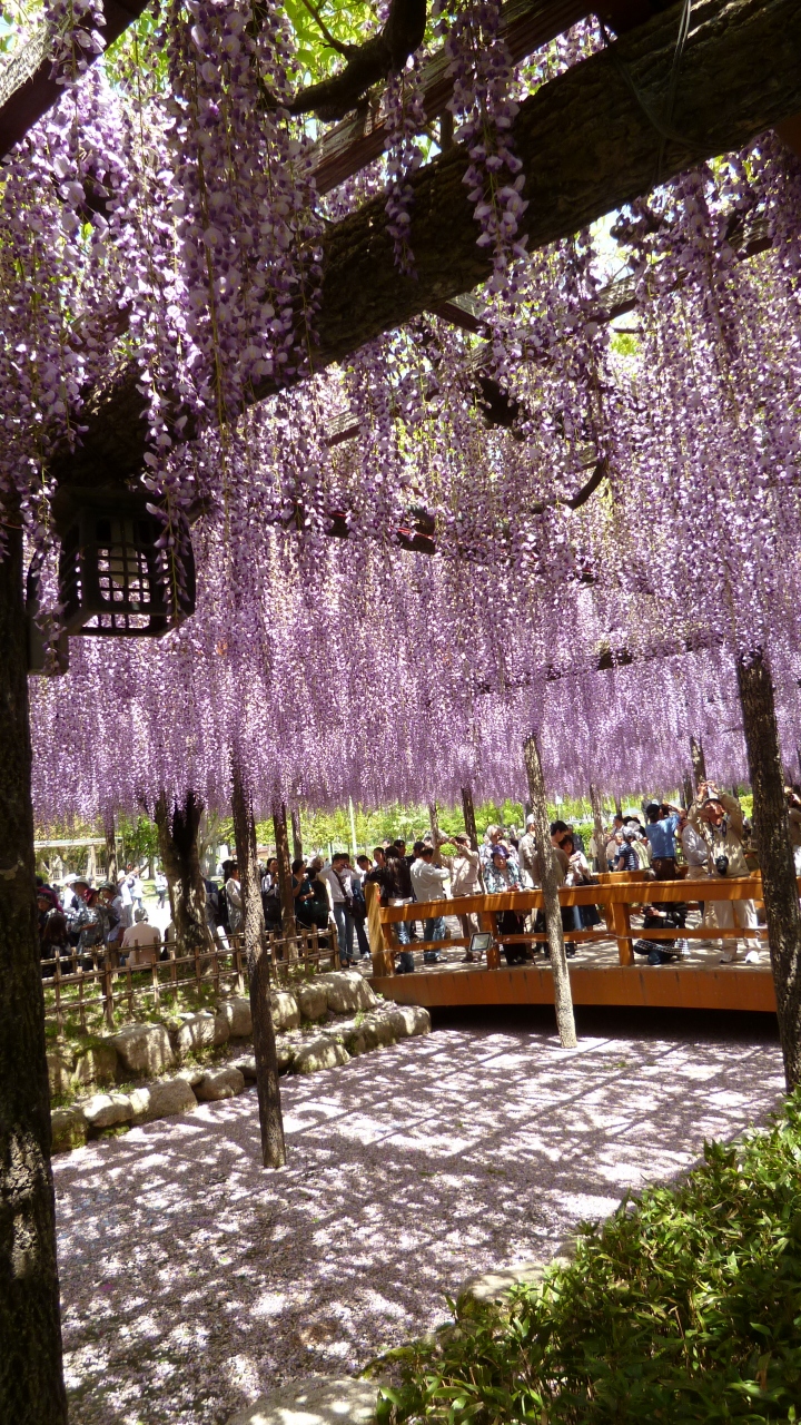 ２０１２年 尾張津島 藤まつり に 津島 愛西 蟹江 愛知県 の旅行記 ブログ By Tanakaさん フォートラベル