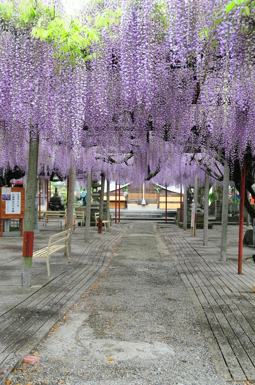 ふじの花を追いかけて 朝来 生野 兵庫県 の旅行記 ブログ By Fuku3939さん フォートラベル