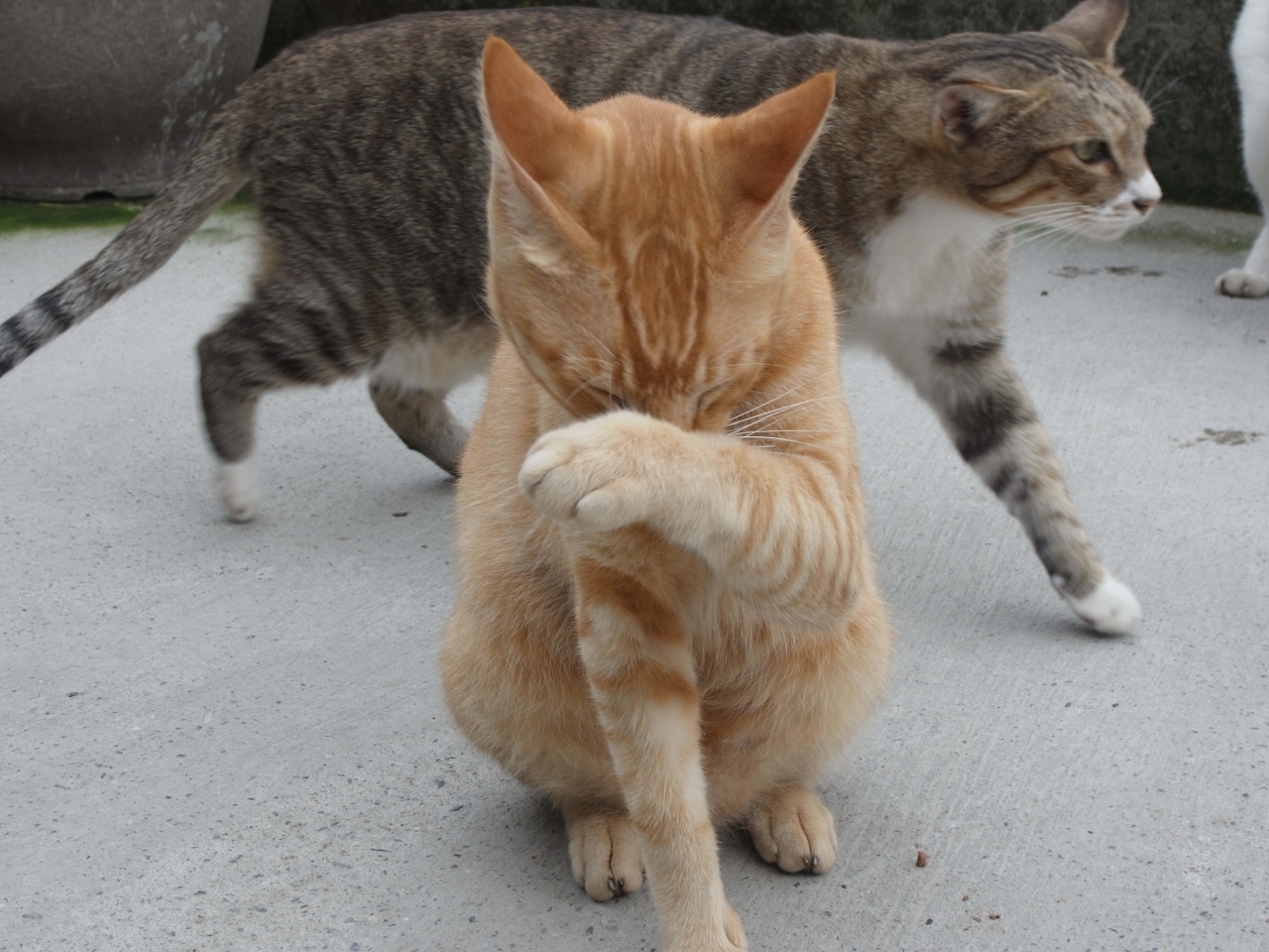 台湾 タイ出張記 1 台湾の猫村へ 台北 台湾 の旅行記 ブログ By Skywalkerさん フォートラベル