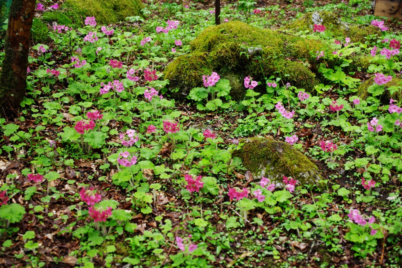 岳人の森へ 剣山周辺 徳島県 の旅行記 ブログ By 讃岐おばさんさん フォートラベル