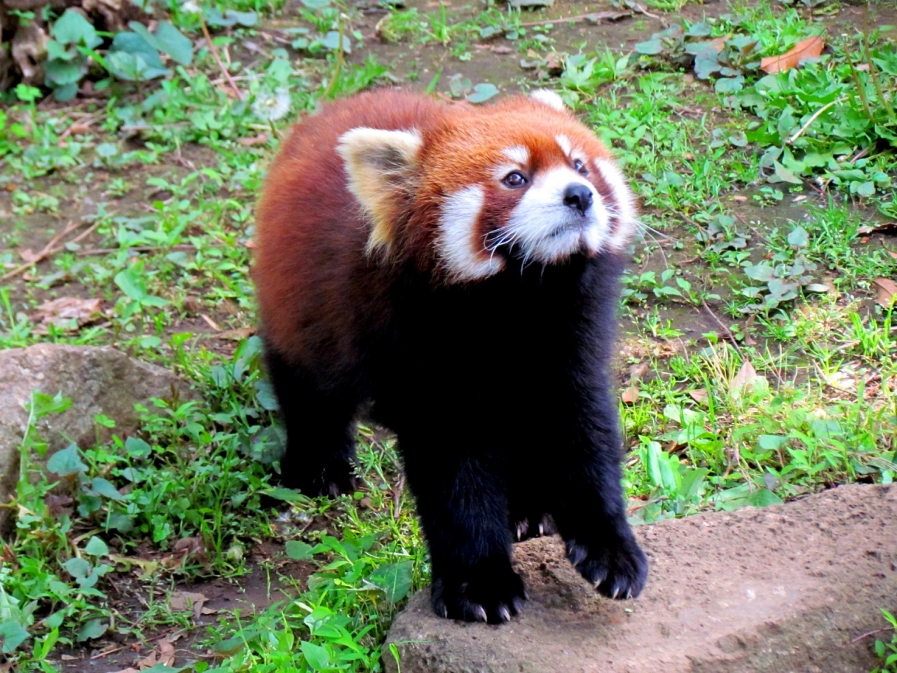 初夏のレッサーパンダ紀行 １ 川崎市夢見ヶ崎動物公園 上野動物園 市川市動植物園 出張合間の急ぎ足訪問 でも 大満足 市川 千葉県 の旅行記 ブログ By Jilllucaさん フォートラベル