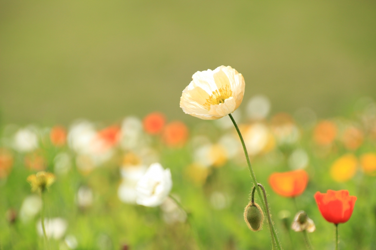 木陰で涼しく過ごす初夏の森林公園 前編 すがすがしい森林浴と春と夏の狭間の時期の花たち ポピーやアヤメ 東松山 埼玉県 の旅行記 ブログ By まみさん フォートラベル 木陰で涼しく過ごす初夏の森林公園 前編 すがすがしい森林浴と春と夏の狭間の時期の花たち ポピーやアヤメ 東松山 埼玉県 の旅行記 ブログ By まみさん フォートラベル