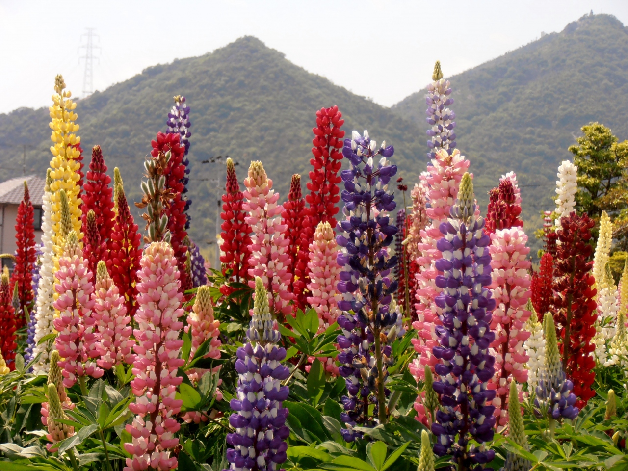 色鮮やかな花が満開のルピナスの里 横大路 加古川 播磨 高砂 兵庫県 の旅行記 ブログ By Ohchanさん フォートラベル