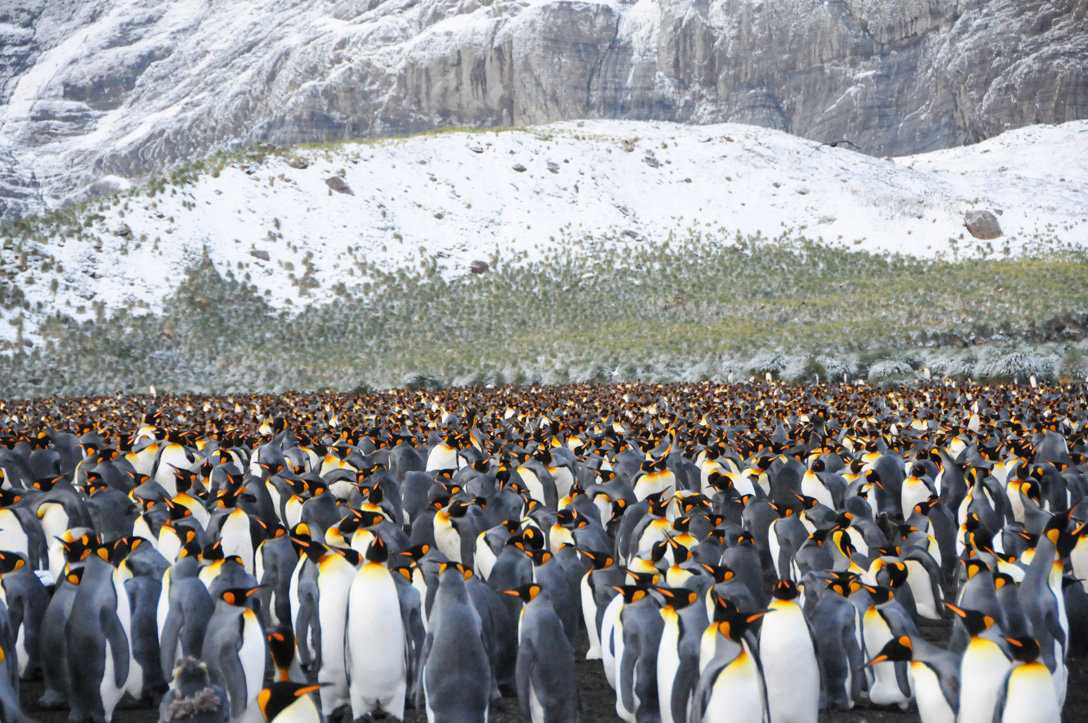夢の南極クルーズ ６ サウスジョージア島のキングペンギンとアホウドリ 南極 南極大陸 の旅行記 ブログ By Takashiさん フォートラベル