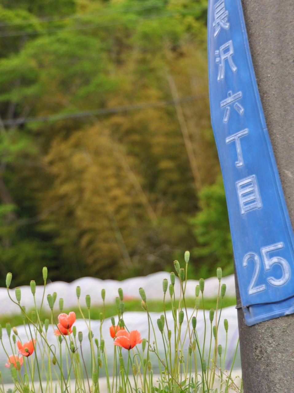 三浦半島 きままに散歩 yrp野比駅から 12 横須賀 神奈川県 の旅行記 ブログ By 旅姿さん フォートラベル 三浦半島 きままに散歩 yrp野比駅から 12 横須賀 神奈川県 の旅行記 ブログ By 旅姿さん フォートラベル