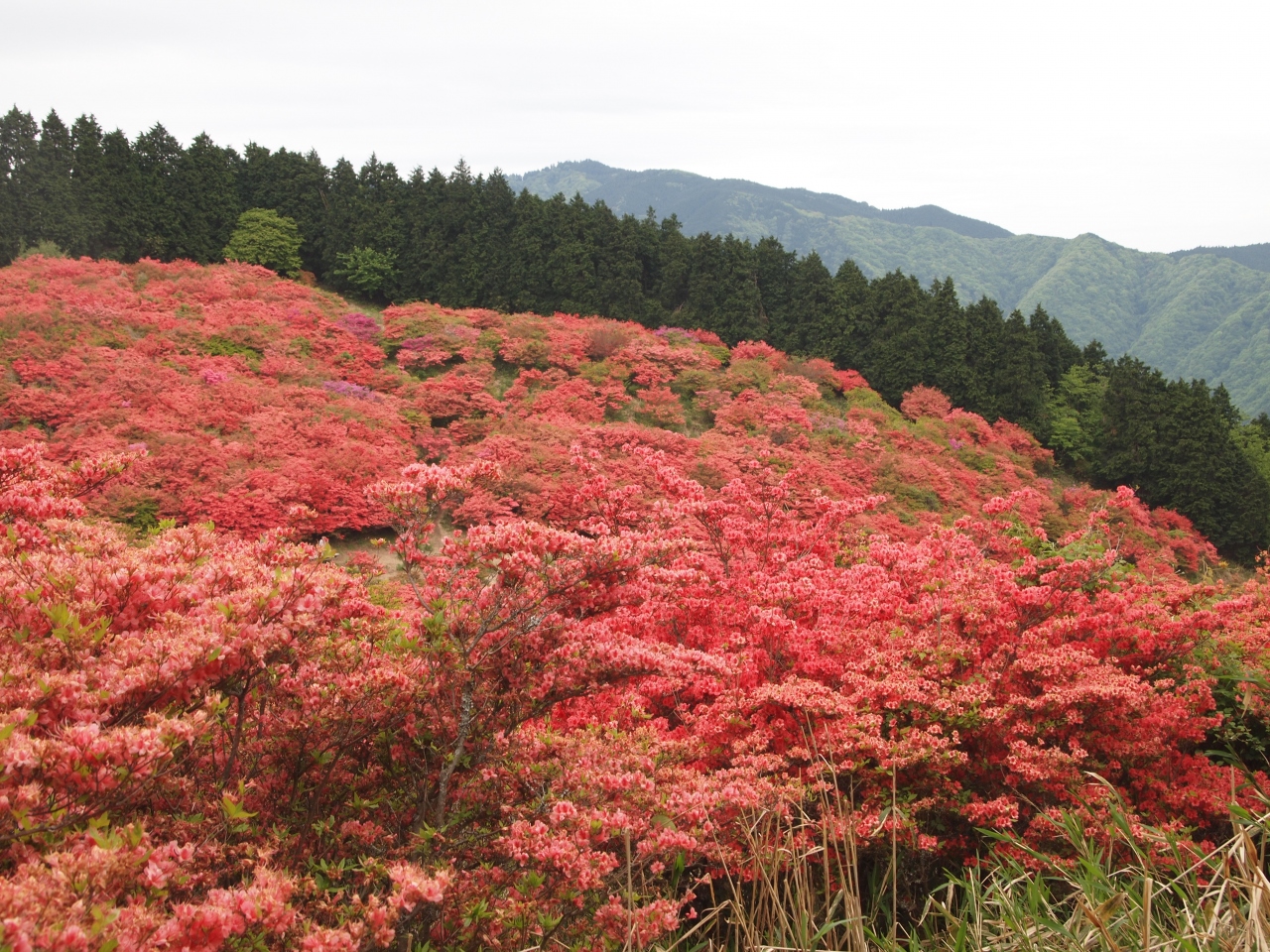 一目百万本のツツジ 奈良葛城山高原つつじ園へ 御所 葛城 奈良県 の旅行記 ブログ By のーとくんさん フォートラベル