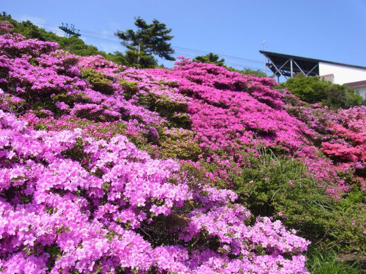 雲仙のミヤマキリシマ 雲仙 長崎県 の旅行記 ブログ By Tadさん フォートラベル 雲仙のミヤマキリシマ 雲仙 長崎県 の旅行記 ブログ By Tadさん フォートラベル