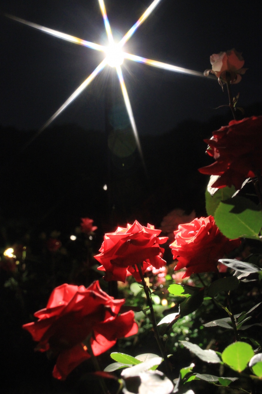 嬉し恥ずかし久しぶりの春バラと日本庭園の昼と夜の顔を楽しむ 旧古河庭園にて その７ 夜のライトアップの艶やかなバラ園 王子 十条 東京 の旅行記 ブログ By まみさん フォートラベル
