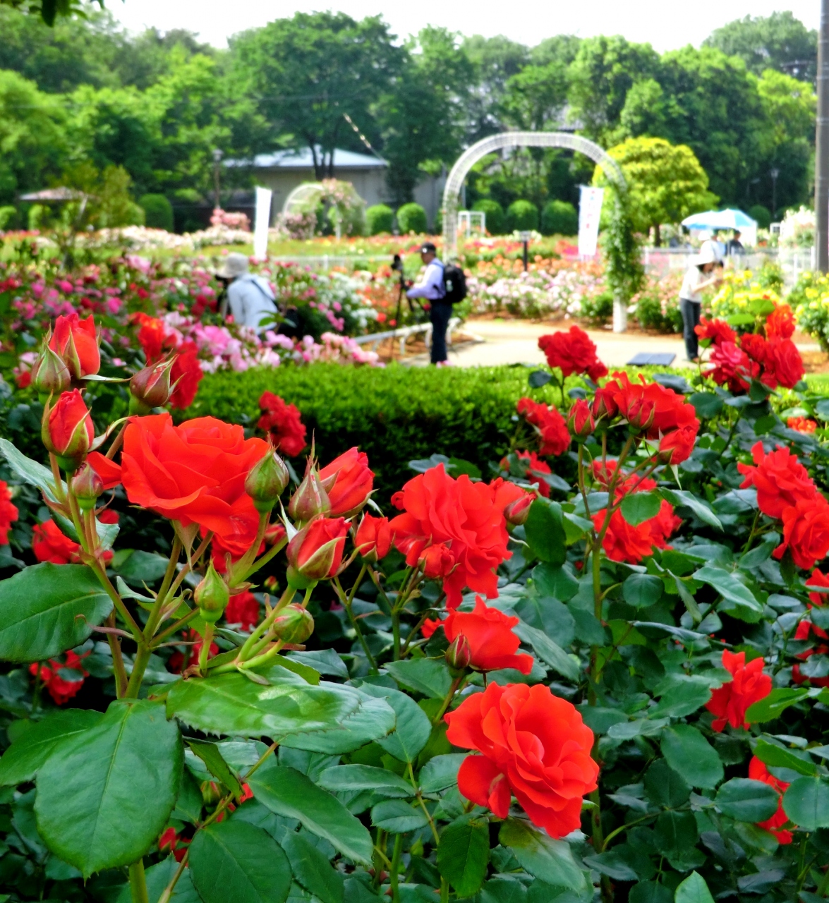 五月の薔薇 埼玉 伊奈ばら園散策 蓮田 白岡 埼玉県 の旅行記 ブログ By 夢自 さん フォートラベル