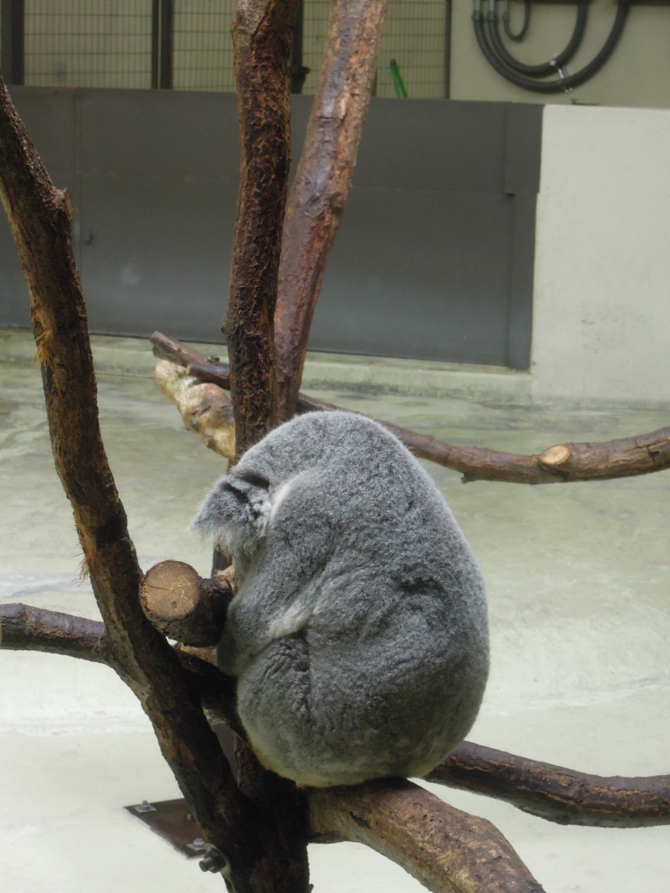 こどもを連れて電車で日帰り小旅行 多摩動物園編 多摩 東京 の旅行記 ブログ By マスカラス さん フォートラベル