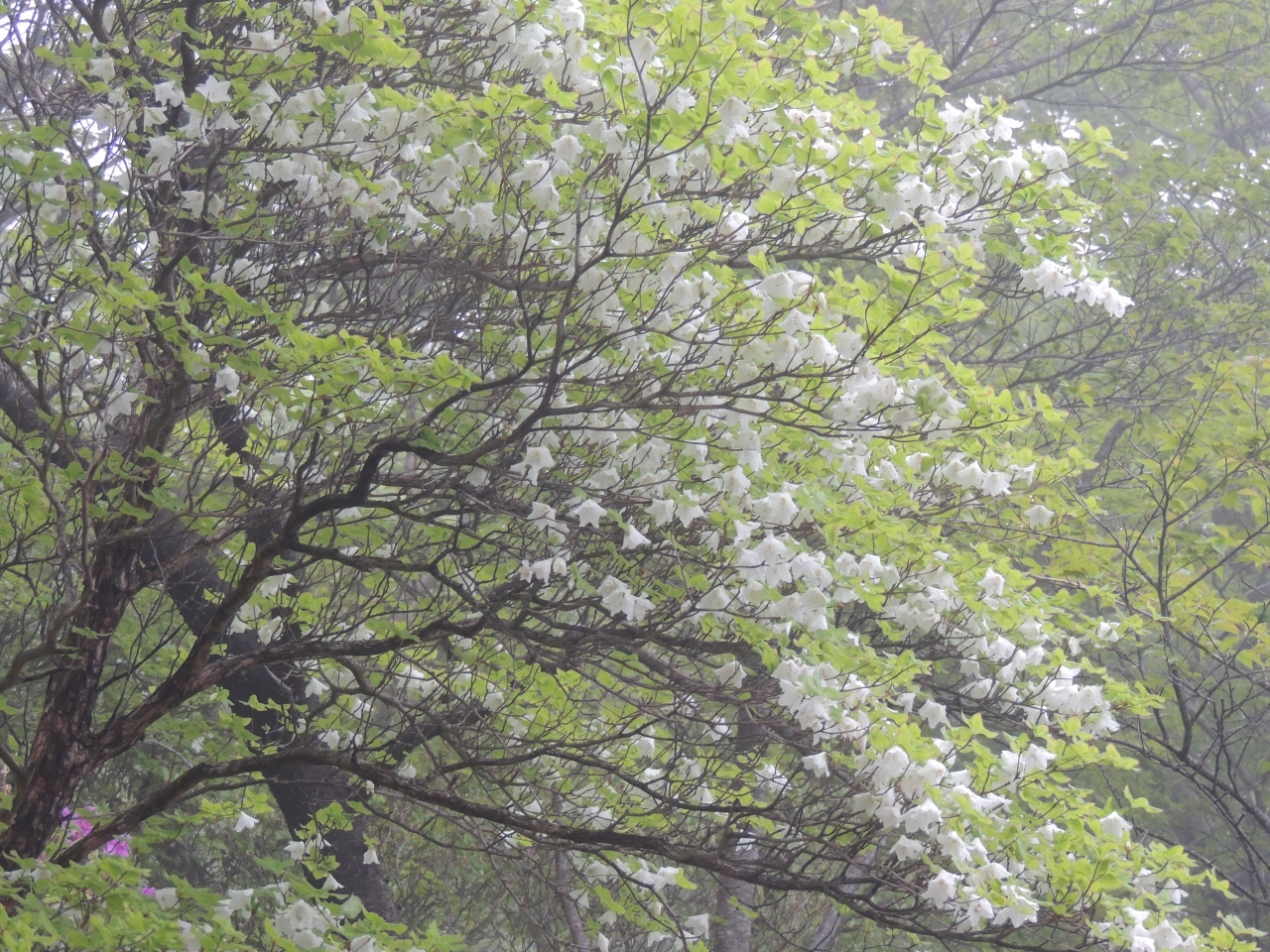 シロヤシオ咲く檜洞丸 単独行 丹沢 大山 神奈川県 の旅行記 ブログ By Fluegelさん フォートラベル