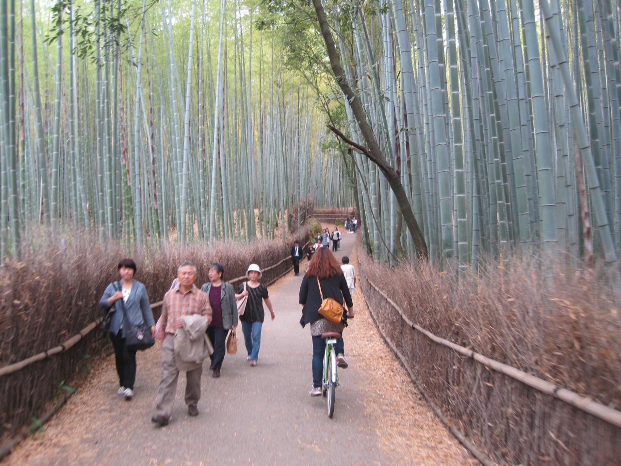 京都女子二人旅 チャリこぎまくり旅行 東山 祇園 北白川 京都 の旅行記 ブログ By はなここさん フォートラベル