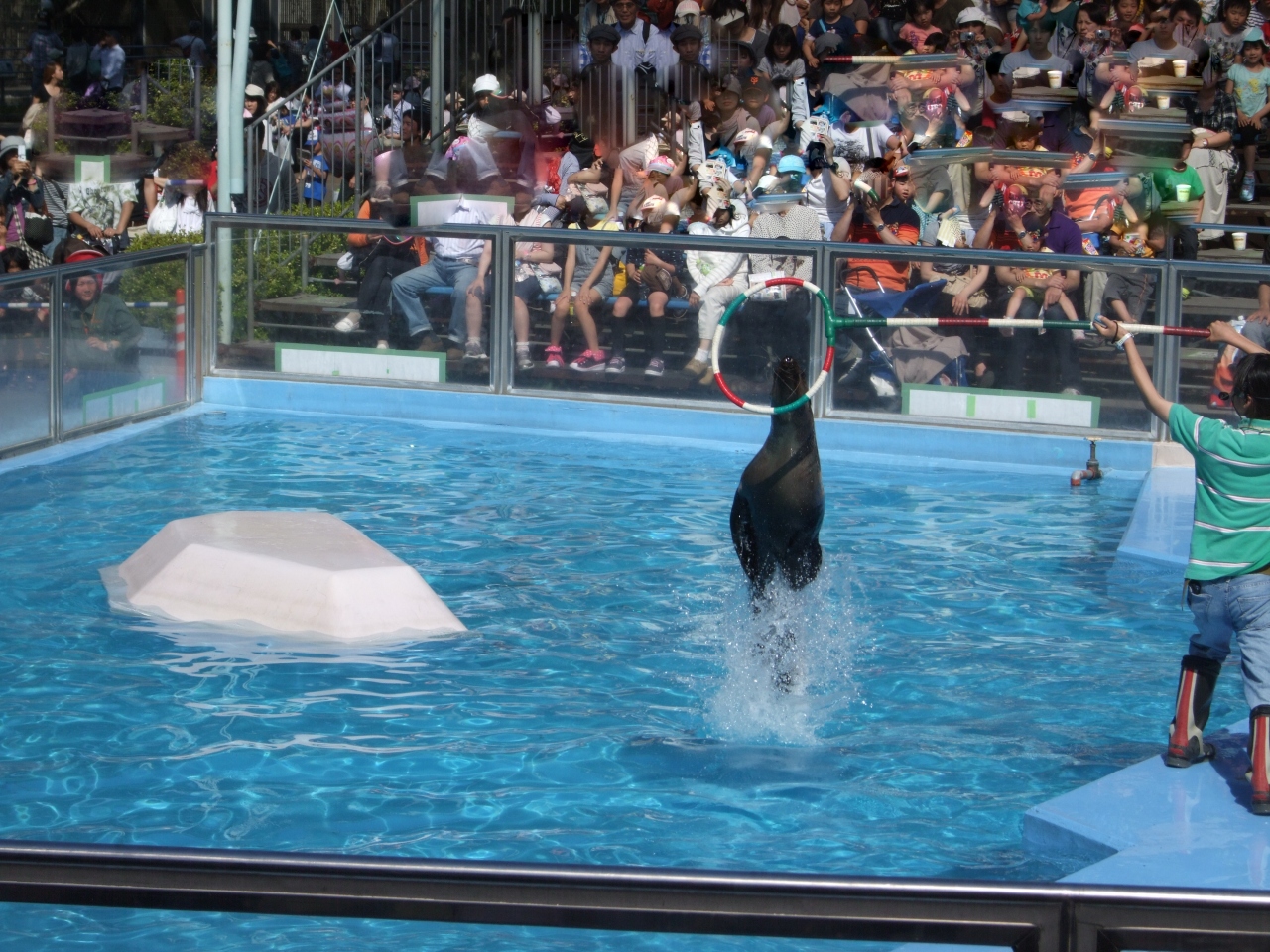 困った時の東武動物公園 アシカショー ふれあい編 埼玉県の旅行記 ブログ By げっぴーさん フォートラベル