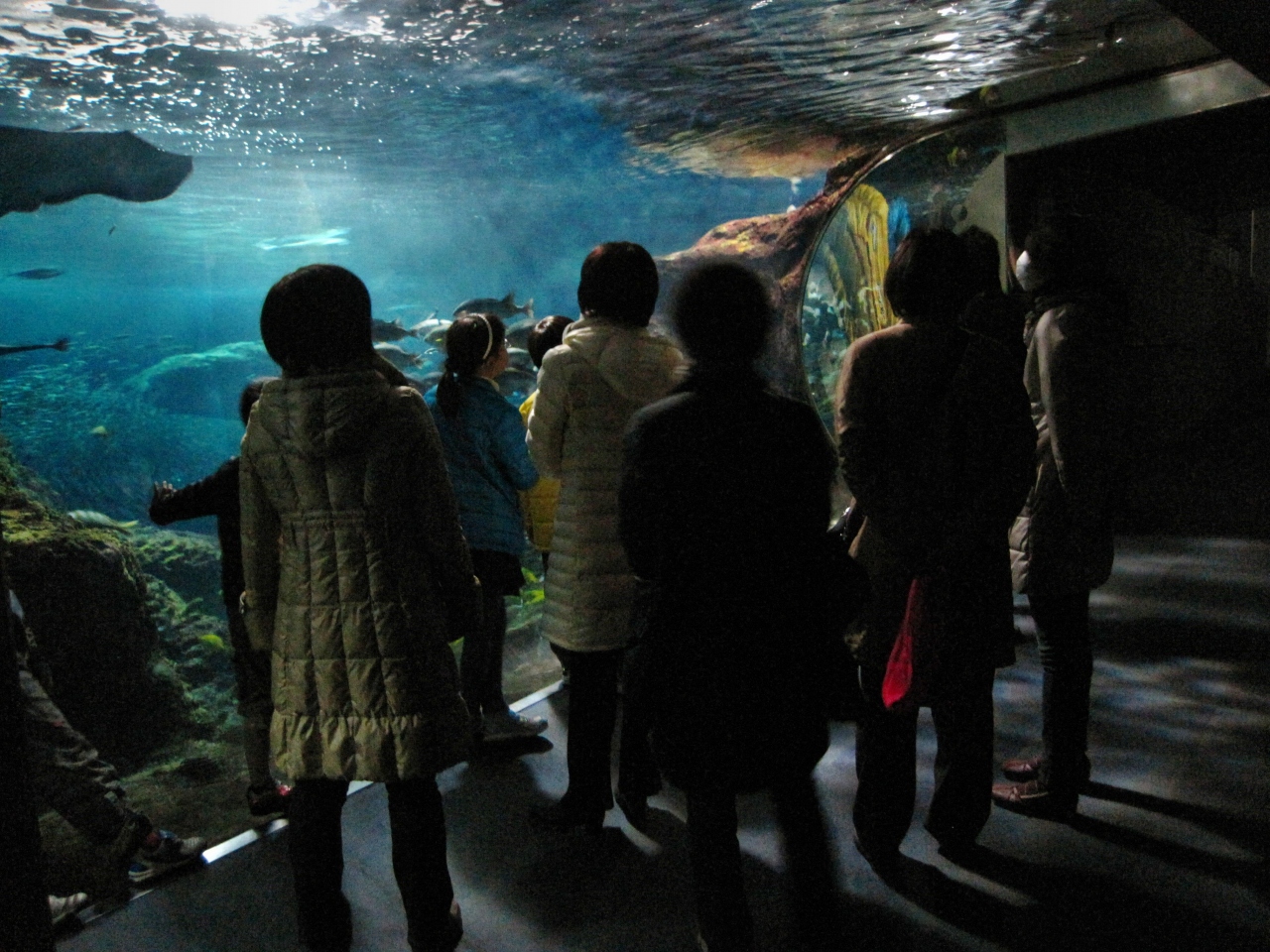 新江の島水族館 お泊りナイトツアー 藤沢 江ノ島 神奈川県 の旅行記 ブログ By 育メンさん フォートラベル