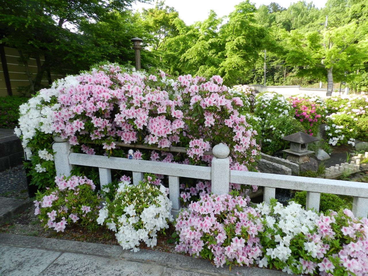 ツツジの穴場スポット 妙満寺 京都市左京区岩倉 下鴨 宝ヶ池 平安神宮 京都 の旅行記 ブログ By Joecoolさん フォートラベル ツツジの穴場スポット 妙満寺 京都市左京区岩倉 下鴨 宝ヶ池 平安神宮 京都 の旅行記 ブログ By Joecoolさん フォートラベル