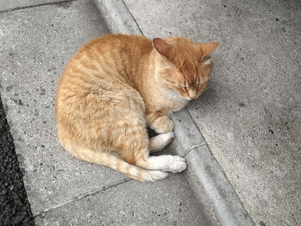 谷中猫町猫めぐり 谷根千 東京 の旅行記 ブログ By Bergamotさん フォートラベル