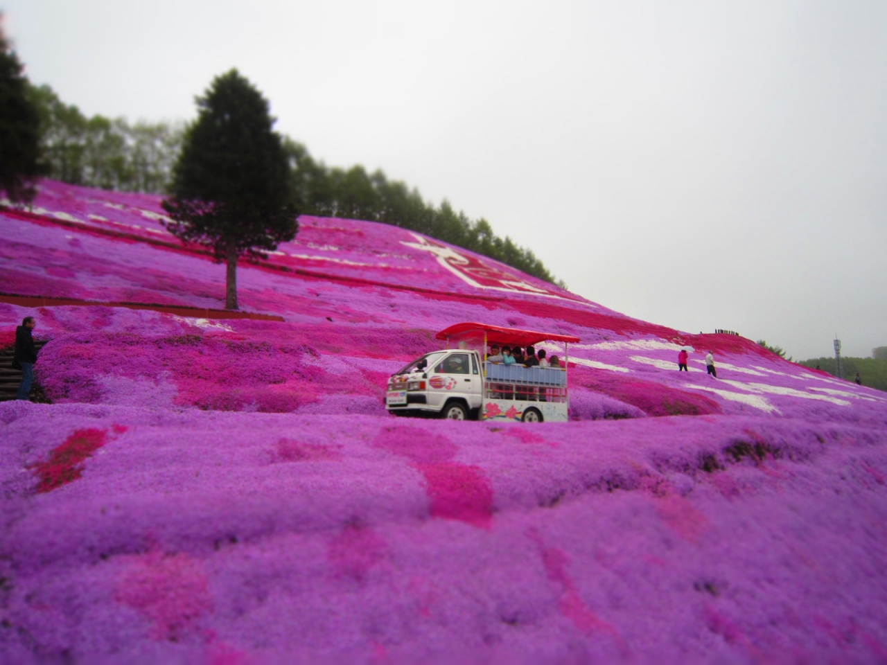 春の道東 2 東藻琴芝桜 女満別 美幌 北海道 の旅行記 ブログ By きーちゃんさん フォートラベル 春の道東 2 東藻琴芝桜 女満別 美幌 北海道 の旅行記 ブログ By きーちゃんさん フォートラベル