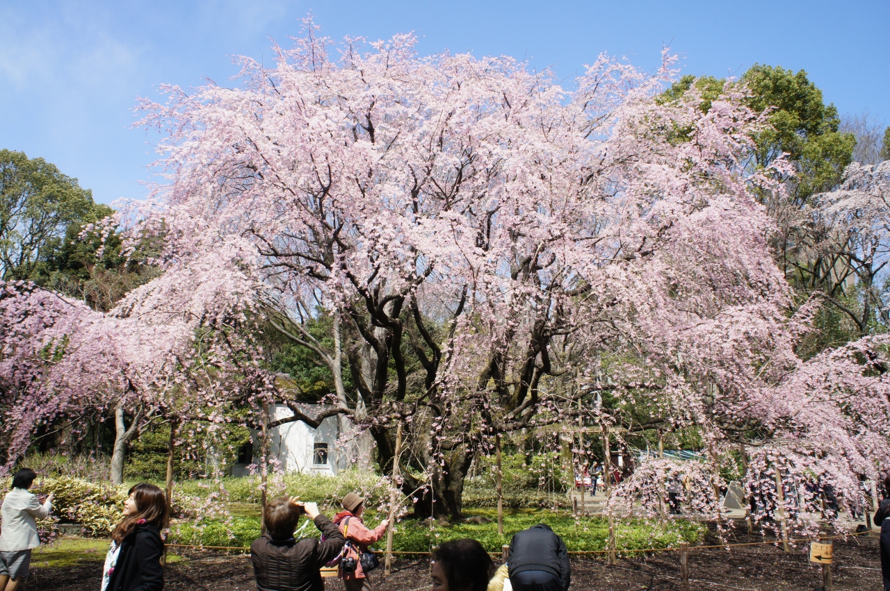 上野公園の早咲き桜と六義園の枝垂れ桜 上野 御徒町 東京 の旅行記 ブログ By たびたびさん フォートラベル 上野公園の早咲き桜と六義園の枝垂れ桜 上野 御徒町 東京 の旅行記 ブログ By たびたびさん フォートラベル