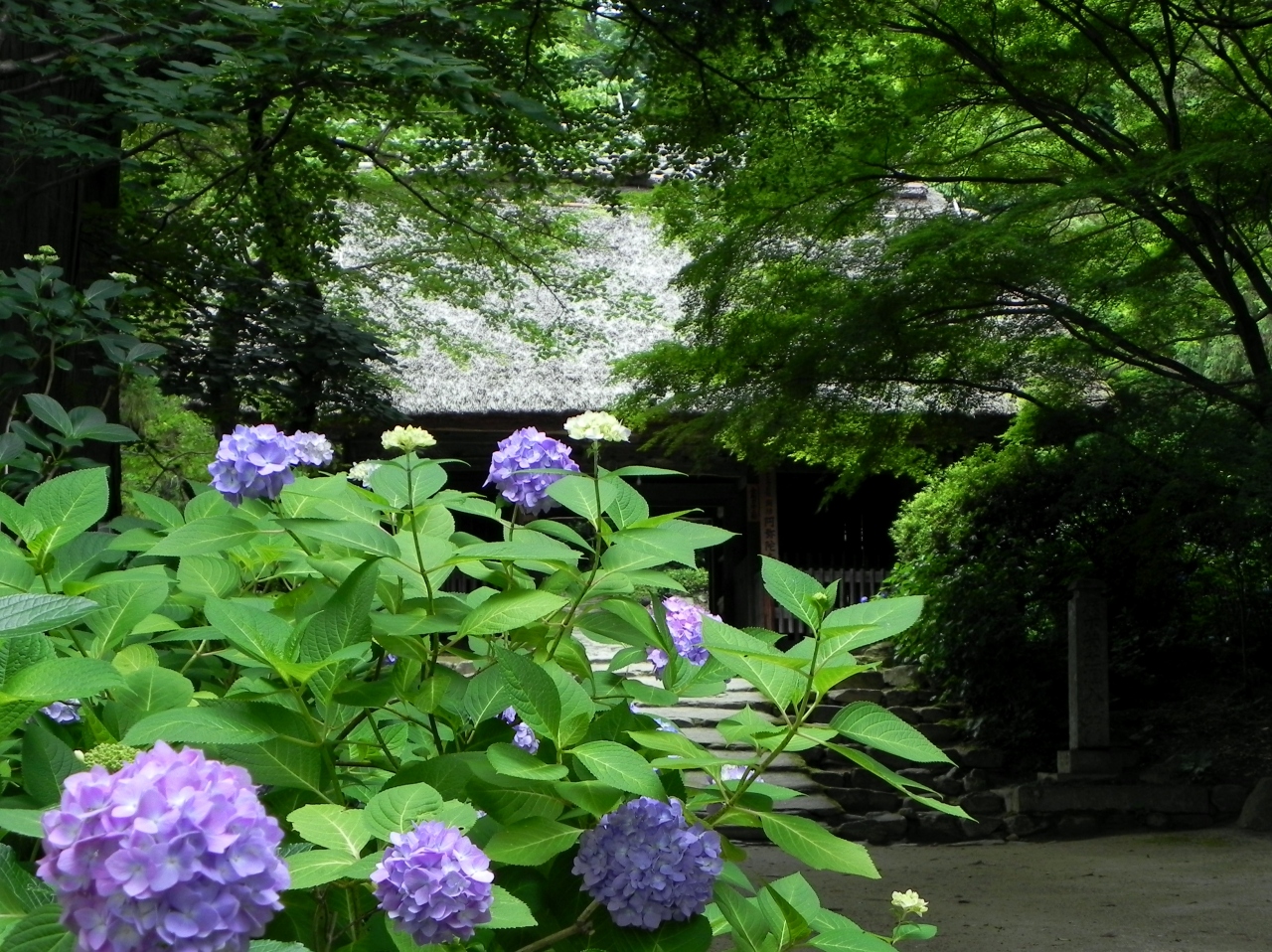 紫陽花寺 周防阿弥陀寺 山口県防府市 防府 山口県 の旅行記 ブログ By つばささん フォートラベル
