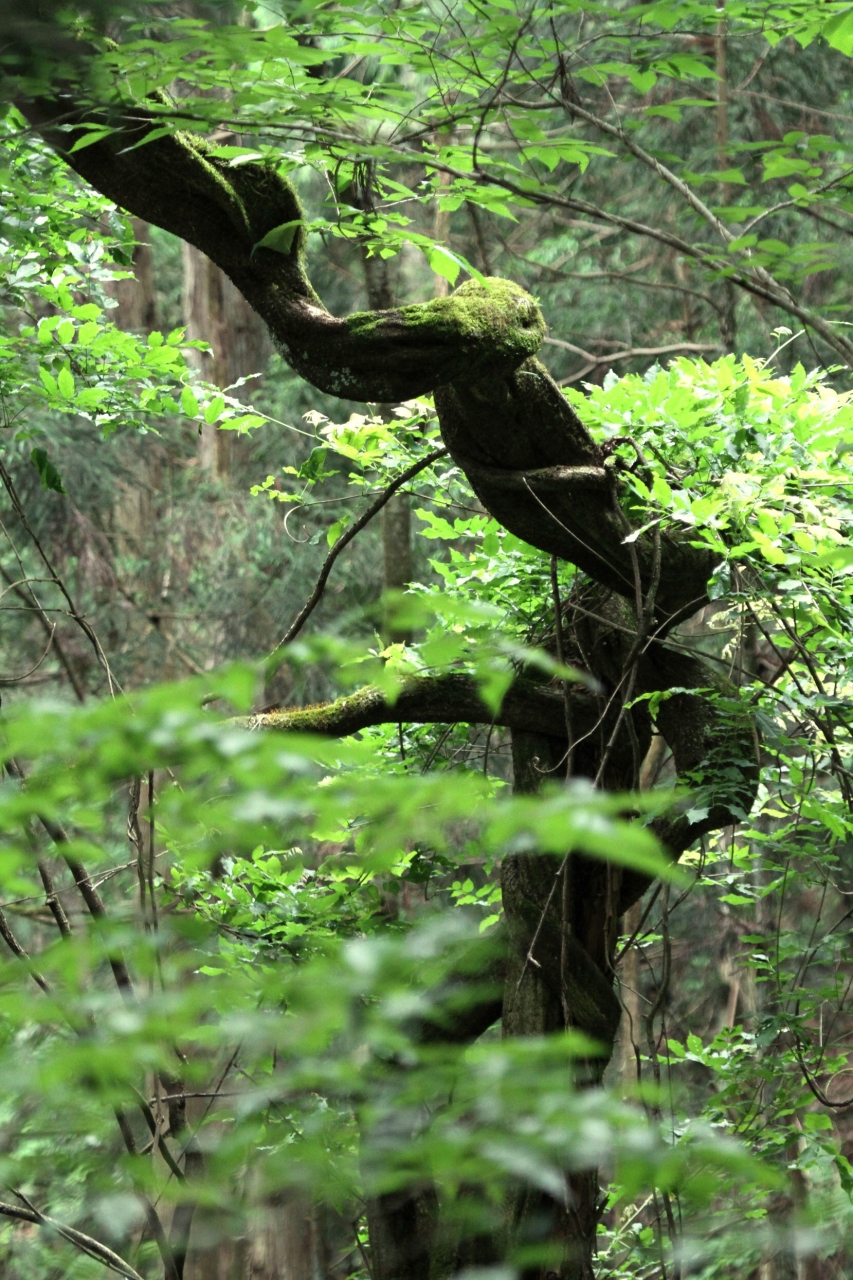 Solitary Journey 1061 山中ひとり歩き ヘ o へ チカレタ 小倉山城跡の花菖蒲園 八栄神社の大ヒノキ 広島県北広島町 三段峡 安芸太田 北広島 広島県 の旅行記 ブログ By Mechagodzilla 703さん フォートラベル Solitary Journey 1061 山中ひとり歩き ヘ o へ チカレタ 小倉山城跡の花菖蒲園 八栄神社の大ヒノキ 広島県北広島町 三段峡 安芸太田 北広島 広島県 の旅行記 ブログ By Mechagodzilla 703さん フォートラベル