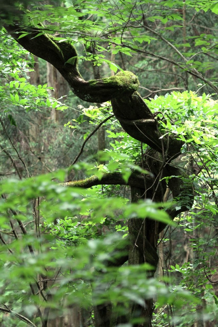 Solitary Journey 1061 山中ひとり歩き ﾍ ｏ へ ﾁｶﾚﾀ 小倉山城跡の花菖蒲園 八栄神社の大ヒノキ 広島県北広島町 三段峡 安芸太田 北広島 広島県 の旅行記 ブログ By Mechagodzilla 703さん フォートラベル