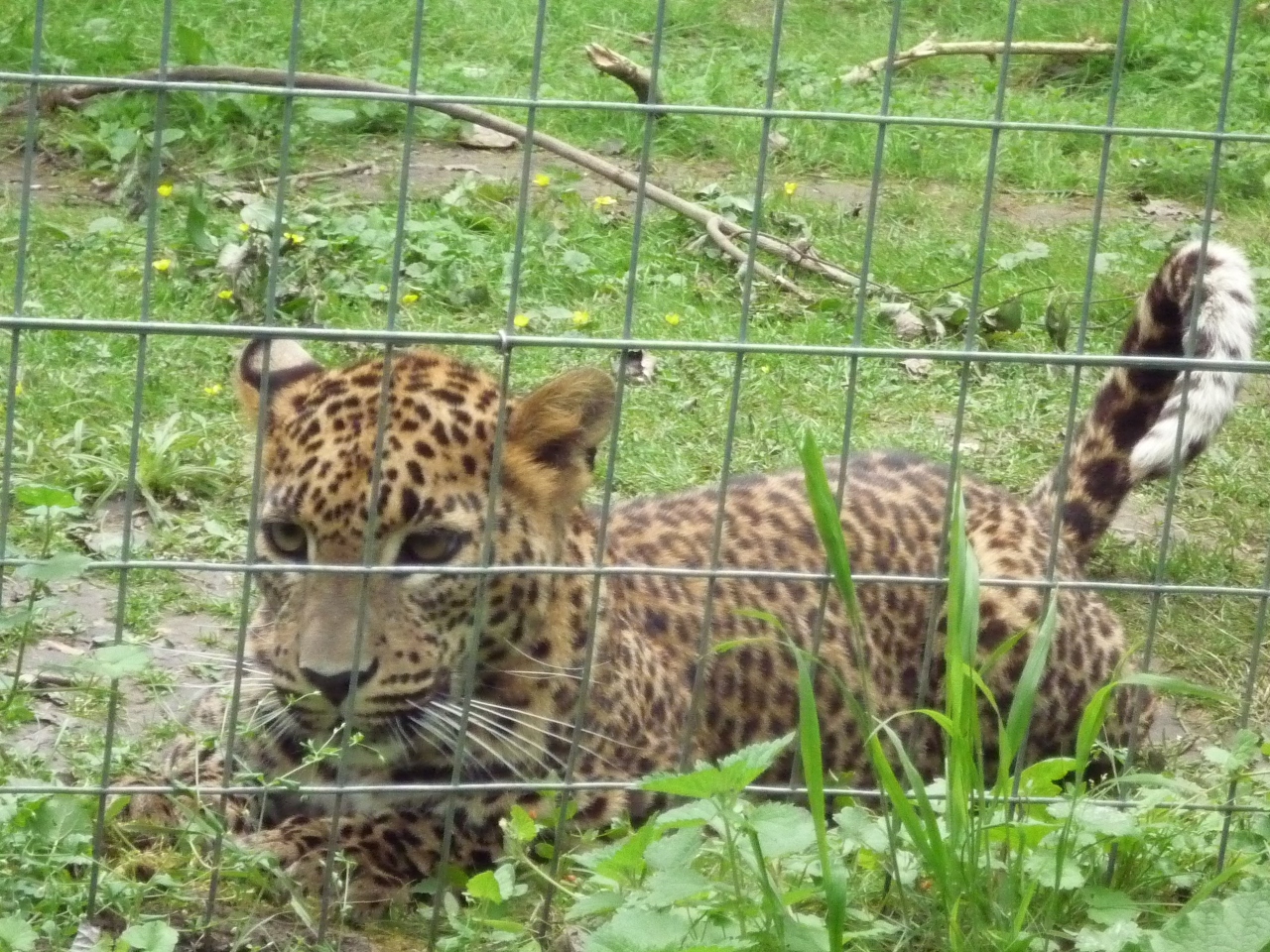 すべての動物画像 50 素晴らしいネコ 科 猛獣