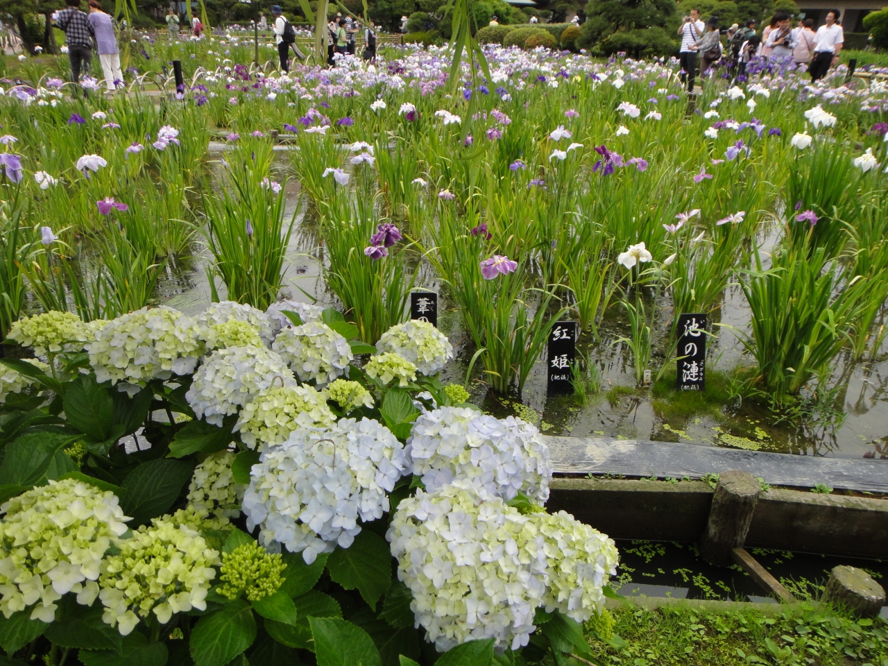 堀切菖蒲園から向島百花園へ スカイツリーを眺めながら歩く 亀有 柴又 東京 の旅行記 ブログ By 久太郎さん フォートラベル