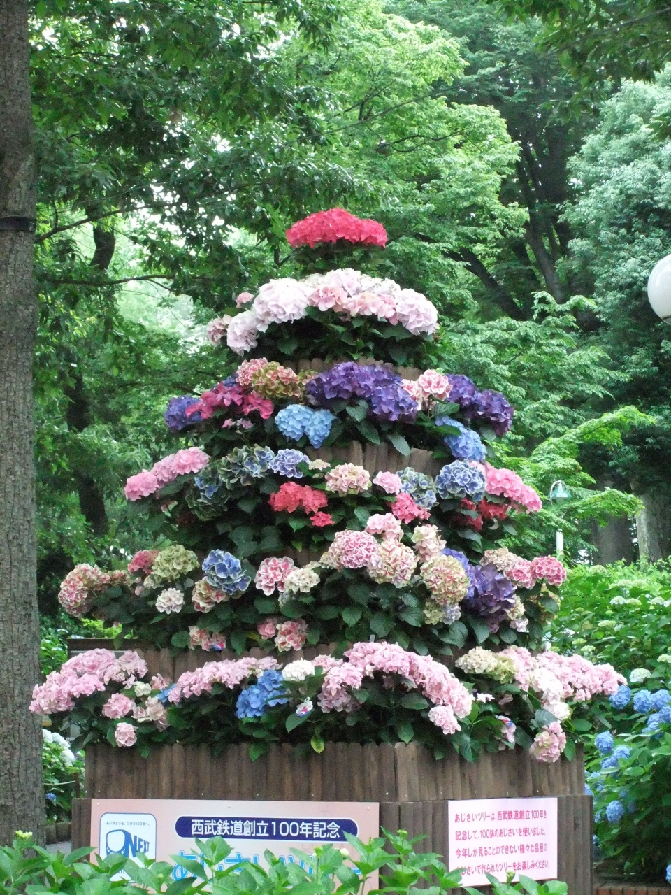 雨に濡れながら としまえん あじさい祭り に行って来ました 練馬 東京 の旅行記 ブログ By まりももさん フォートラベル 雨に濡れながら としまえん あじさい祭り に行って来ました 練馬 東京 の旅行記 ブログ By まりももさん フォートラベル