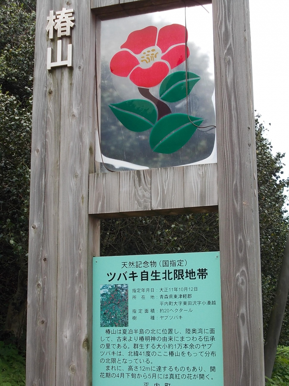 青森 夏泊半島幻想記 最北限のヤブツバキ 浅虫温泉 青森県 の旅行記 ブログ By Anzdrifterさん フォートラベル