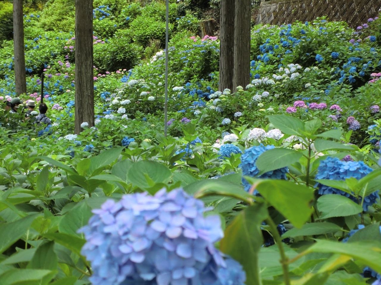 2012 6 宇治 三室戸寺のアジサイ 中村藤吉本店おやつ付 宇治 京都